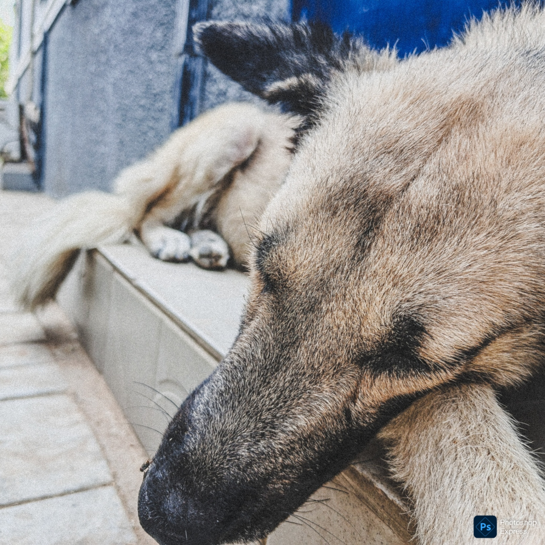 Close-up of a resting dog with its face in the foreground.