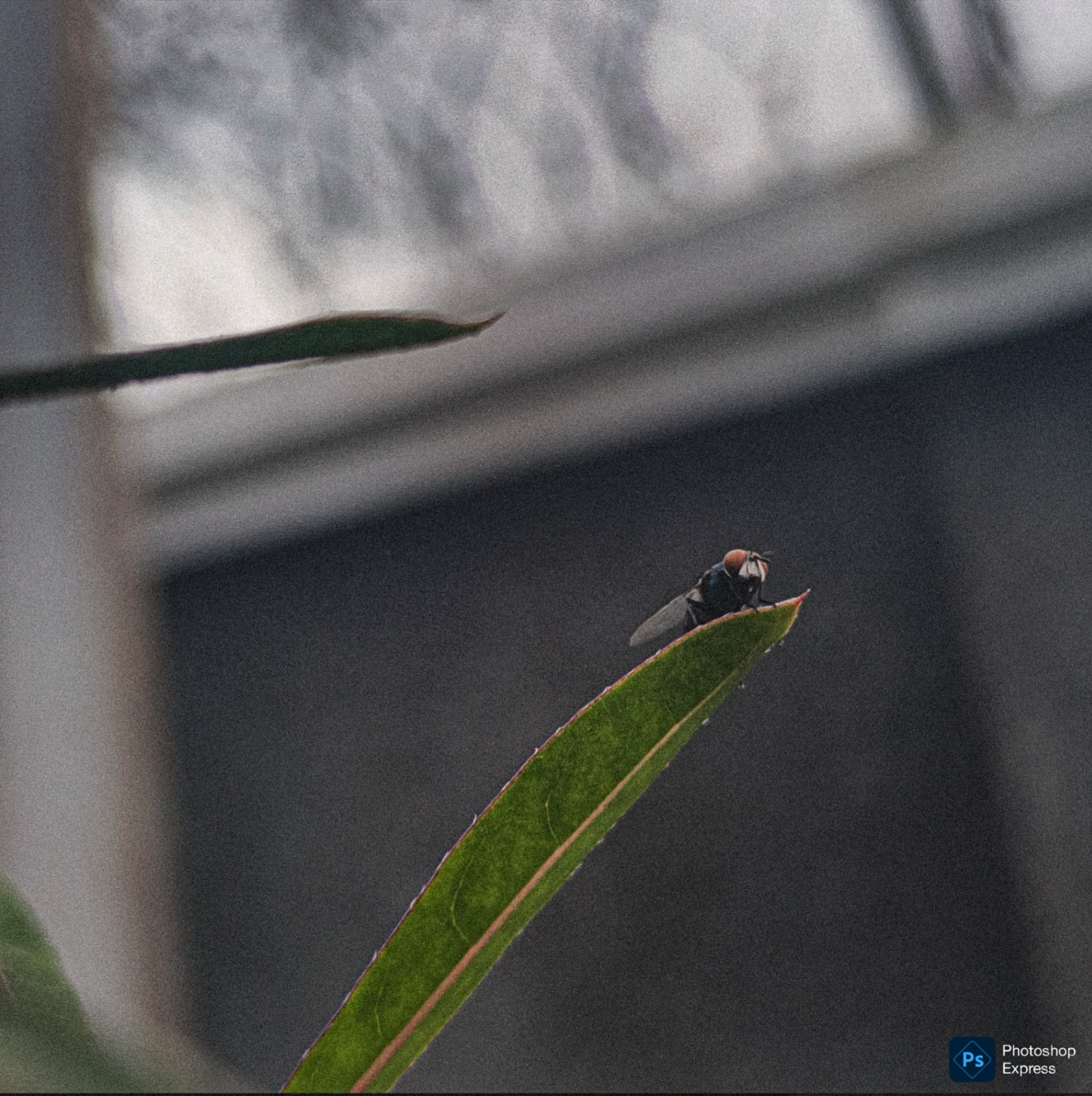 Close-up of a fly resting on the tip of a leaf with a muted background.