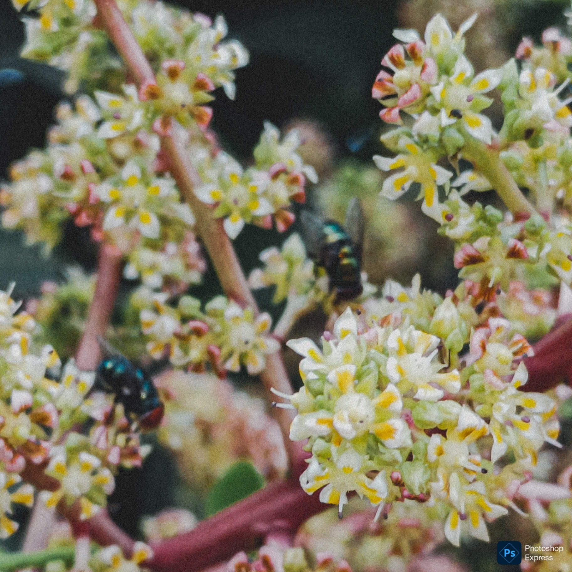 Tiny blossoms with insects moving between flowers in soft focus.